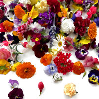 Edible Flowers