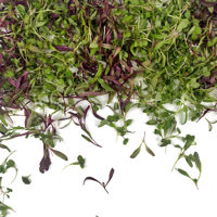 Microgreens